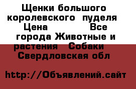 Щенки большого (королевского) пуделя › Цена ­ 25 000 - Все города Животные и растения » Собаки   . Свердловская обл.